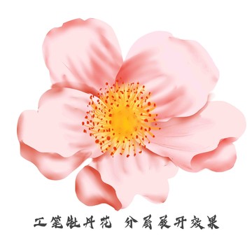 手绘花