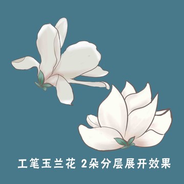 手绘玉兰花