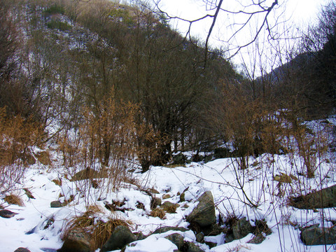 积雪山林