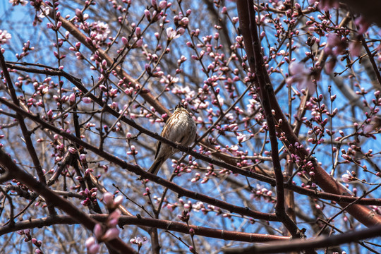 落在樱花树上的小鸟