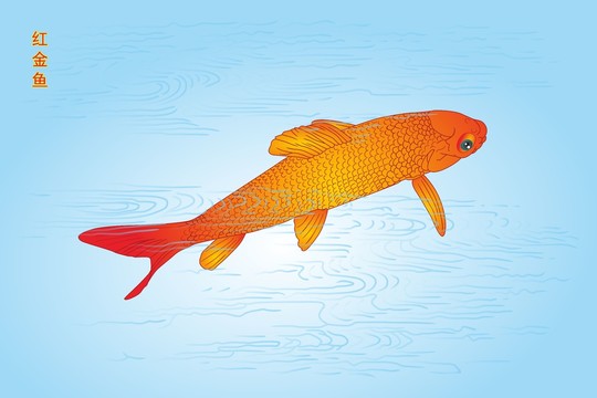 红金鱼