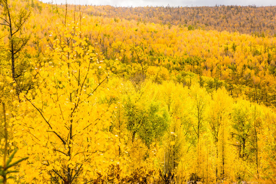 秋季金色原始森林
