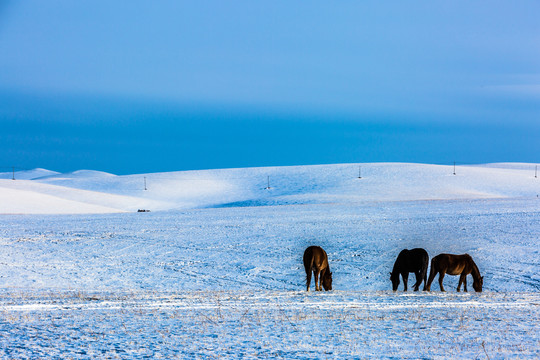 冬季雪原马群