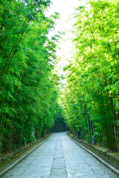 竹林景观路