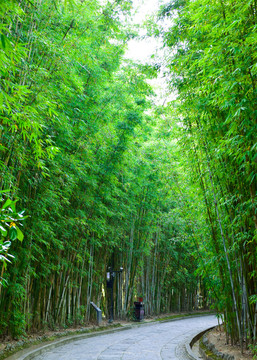 竹林景观路