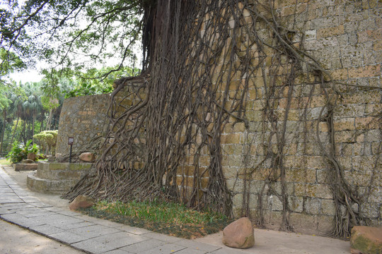 鸦片战争遗迹被榕树藤蔓覆盖的墙