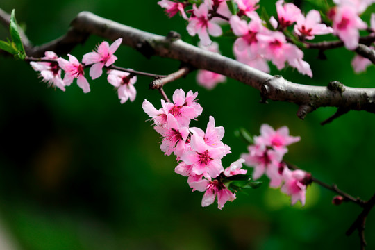 春天桃花开