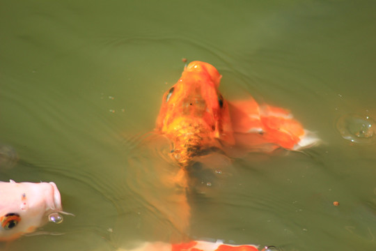 锦鲤戏水橙红色鲤鱼
