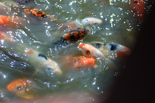 锦鲤戏水鱼池