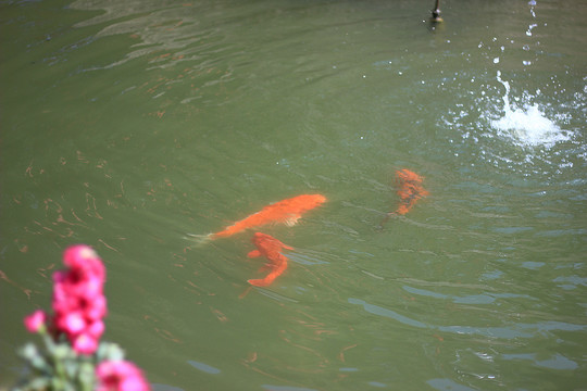 锦鲤戏水花边