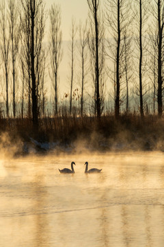 一对天鹅在浪漫的冬季湖泊里