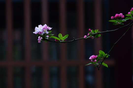 八棱海棠花