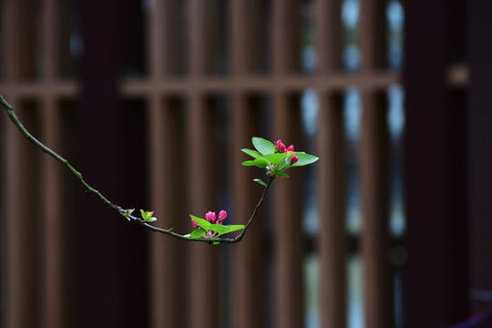 八棱海棠花