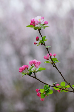 八棱海棠花