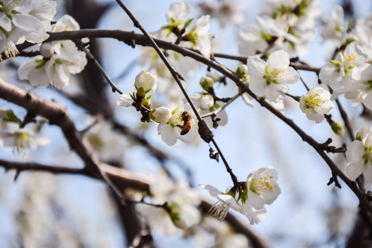 樱花蜜蜂