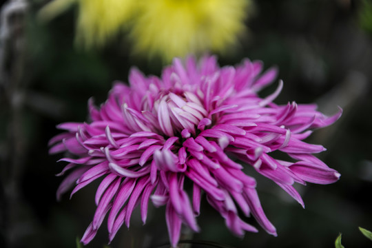 菊花特写