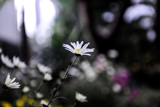 菊花特写