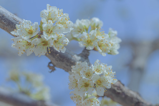 李子花