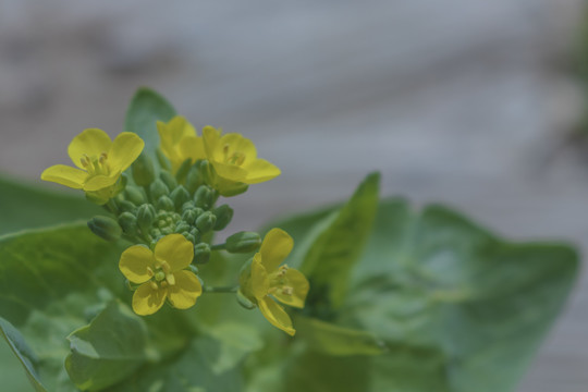 油菜