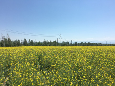 油菜花