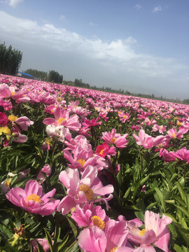 花海格桑花