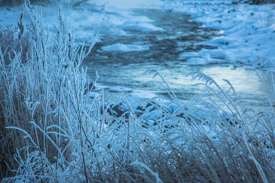 冬季河流挂霜的野草