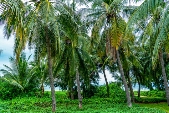 城市公园景观棕榈林