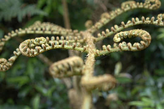 绿植摄影