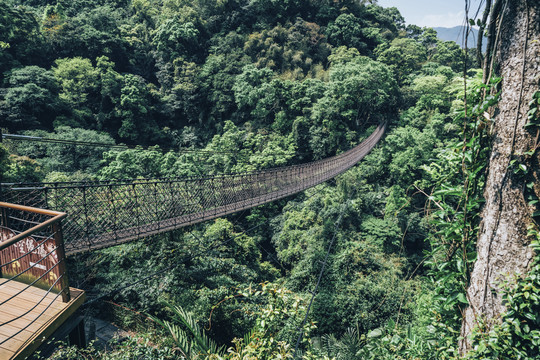 台湾森林景观