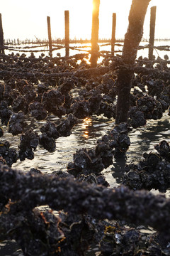 台湾牡蛎养殖区
