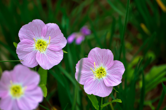 小花