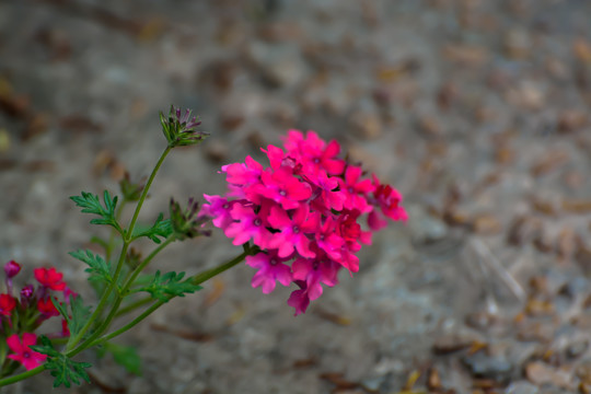 小花