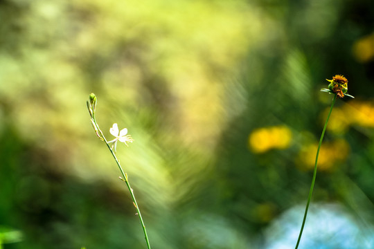 花草