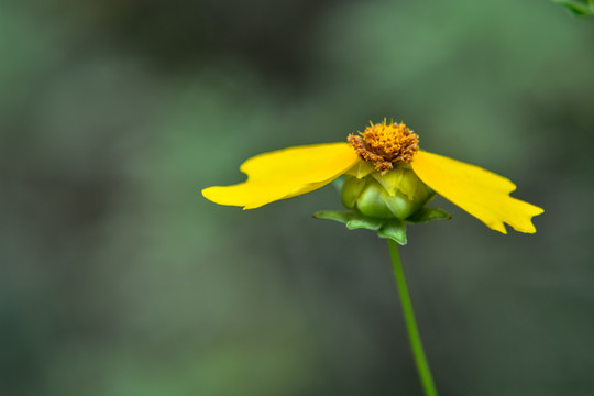 小花