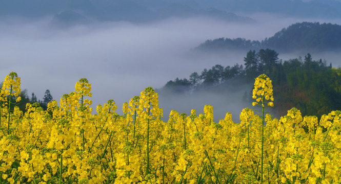 山村浓雾油菜花