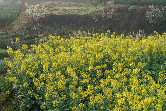 油菜花