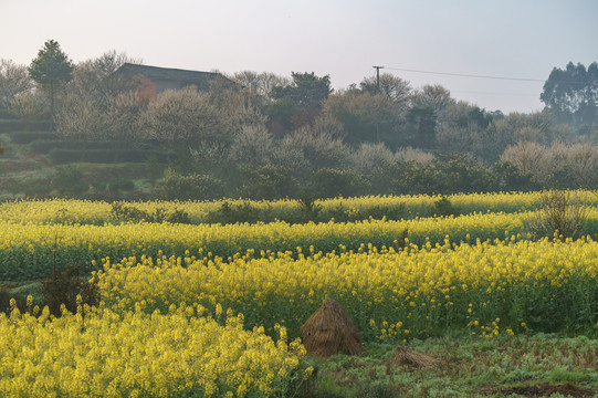 油菜花