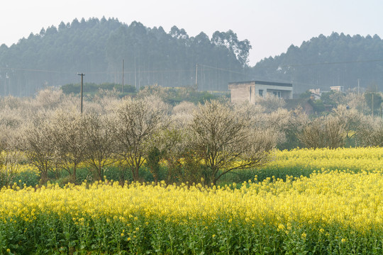 油菜花