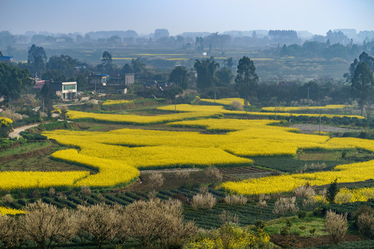 油菜花