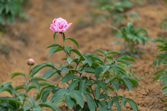 芍药花