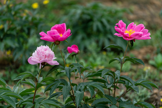 芍药花