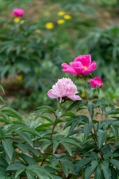 芍药花