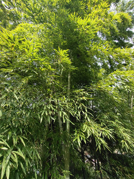 竹林