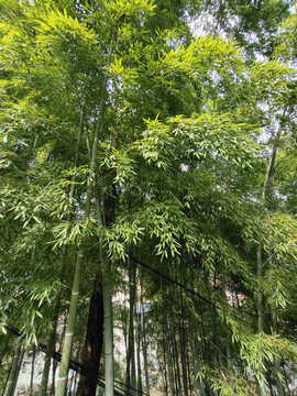 竹林