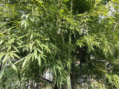 竹子