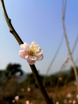 一朵梅花