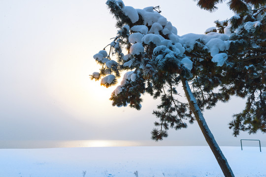 山东威海荣成冬季雪后海边的松树