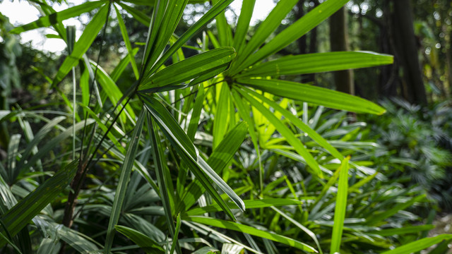 棕榈类植物