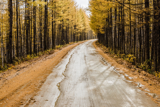 秋季森林道路