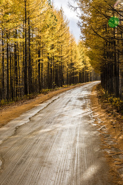 秋季森林雨后道路